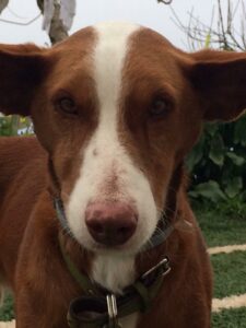 Rescatado esperando un hogar definitivo.